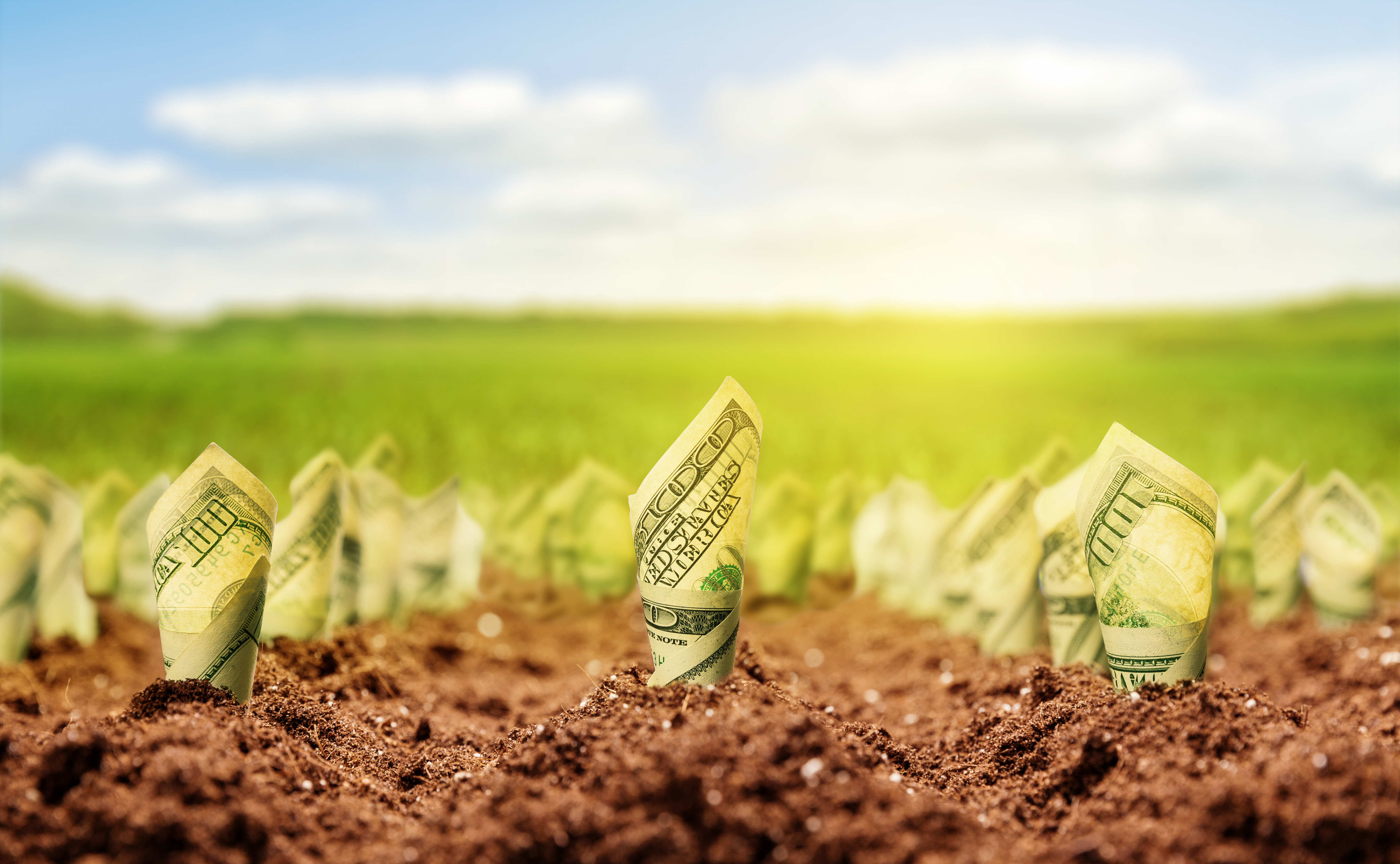U.S. dollars growing out of dirt