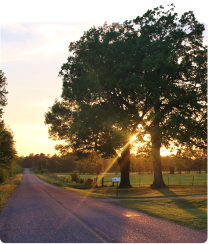 A country lane at sunset, with golden sunlight peaking through the trees