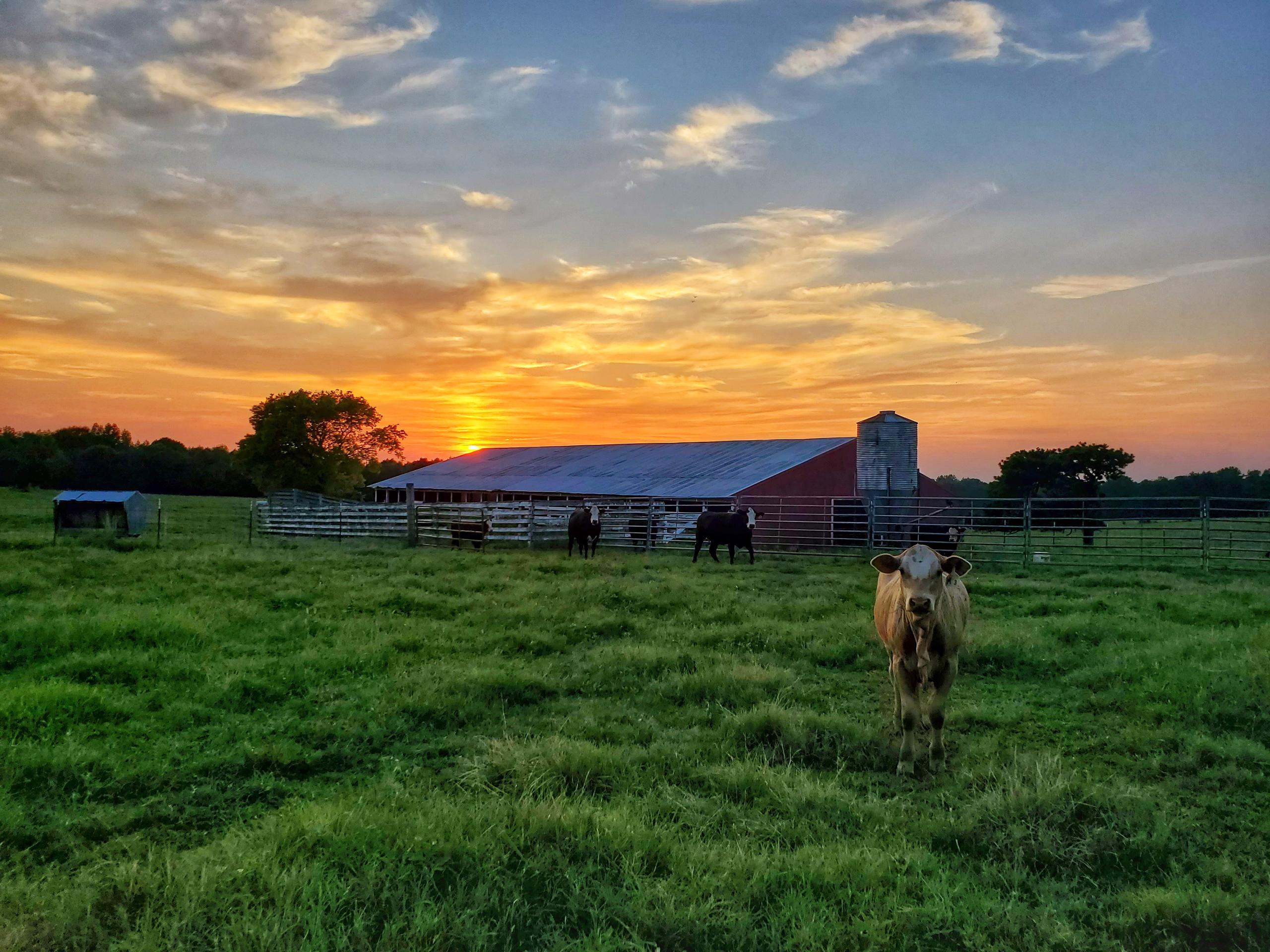 Calf stands in pasture with sunset